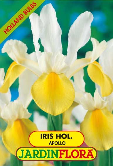 IRIS HOL. APOLLO S/10