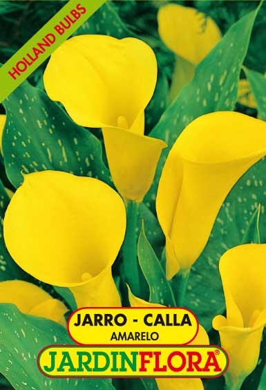 JARRO - CALLA AMARELO 14+ C/1