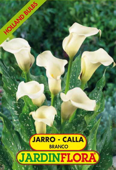 JARRO - CALLA BRANCO 14+ C/1