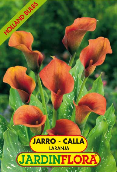 JARRO - CALLA LARANJA 14+ C/1