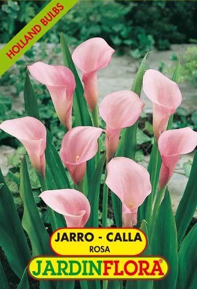 JARRO - CALLA ROSA 14+ C/1