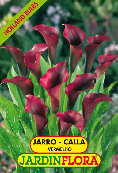 JARRO - CALLA VERMELHO 14+ C/1