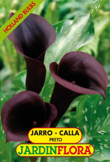 JARRO - CALLA BLACK  14+ C/1