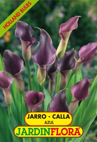 JARRO - CALLA BLUE  14+ C/1