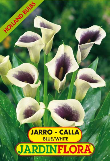 JARRO - CALLA BLUE/WHITE  14+ C/1