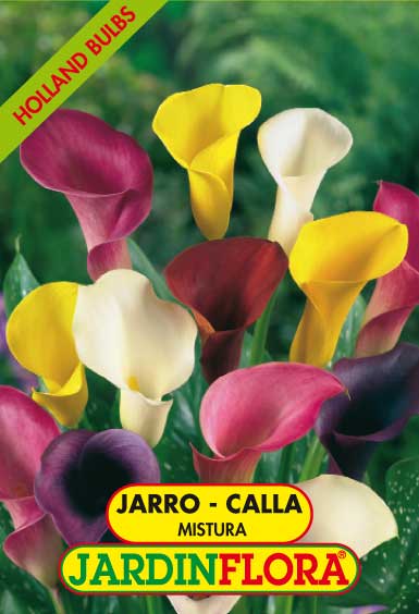 JARRO - CALLA MISTURA 14+ C/3