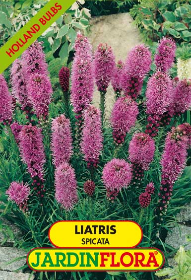 LIATRIS SPICATA AZUL Cal. 12/14 - C/ 5