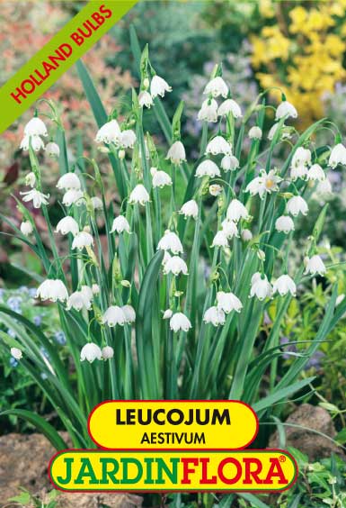 LEUCOJUM AESTIVUM S/1