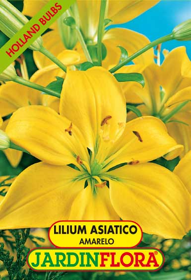 Lilium As. Connecticut - Amarelo C/3