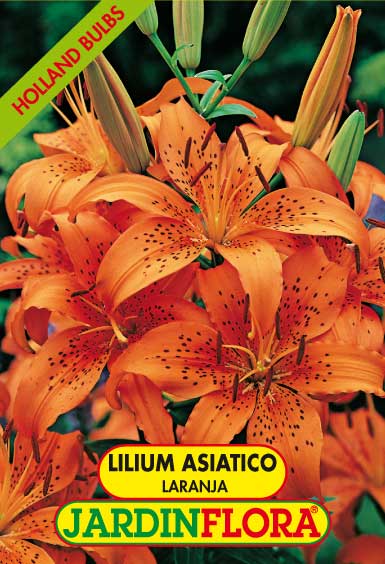 Lilium As. Enchantement - Laranja C/3