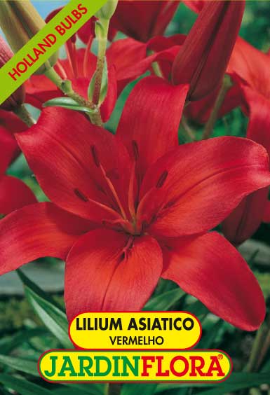 Lilium As. Corina - Vermelho C/3