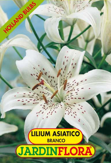 Lilium As. Sterling Star - Branco C/3