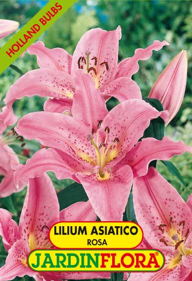 Lilium As. Rosita - Rosa C/3