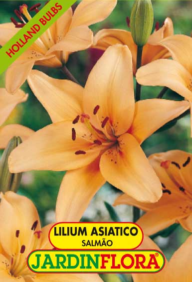 Lilium As. Menton - Salmão C/3