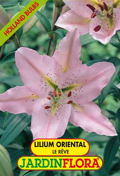 Lilium Oriental Le Reve C/2