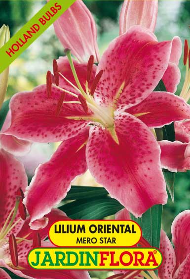 Lilium Oriental Mero Star C/2
