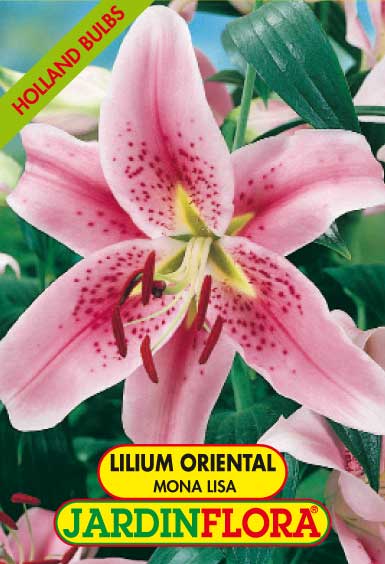 Lilium Oriental Mona Lisa C/2