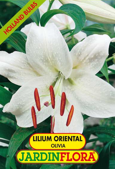 Lilium Oriental Olivia C/2