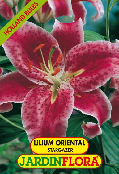 Lilium Oriental Stargazer C/2