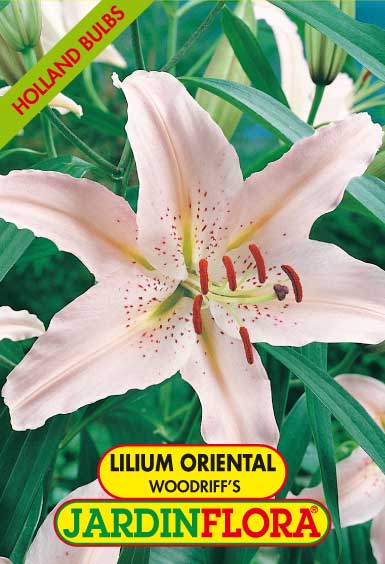 Lilium Oriental Woodriff S C/2