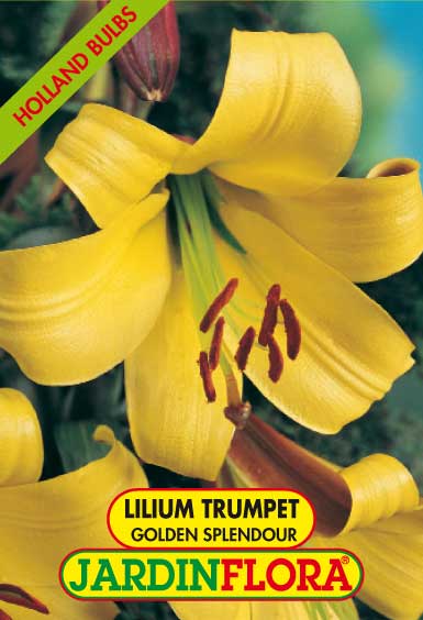 Lilium Tr. Golden Splendour C/2