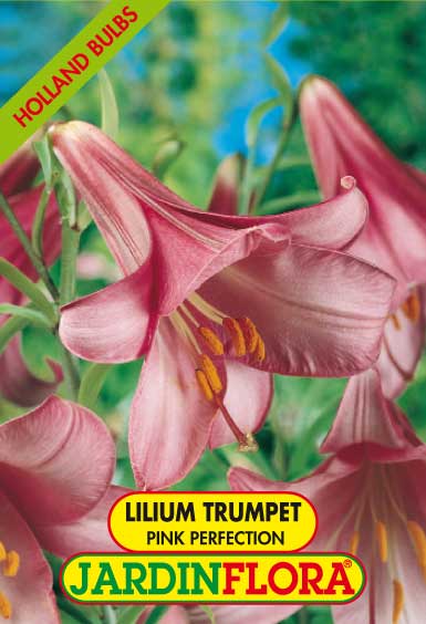 Lilium Tr. Pink Perfection C/2