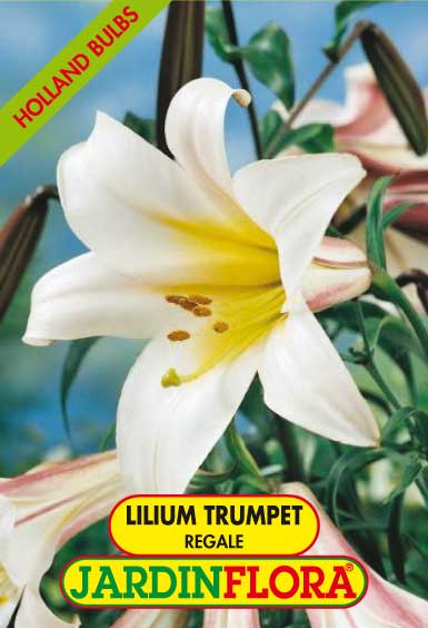 Lilium Tr. Regale C/2