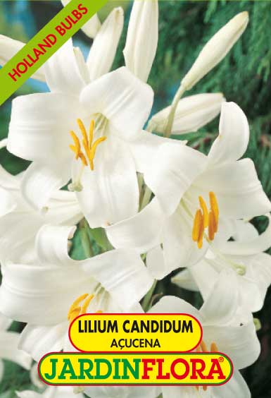 Lilium Candidum Açucena C/1