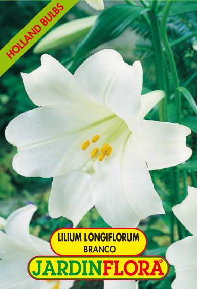 Lilium Longiflorum Branco C/2