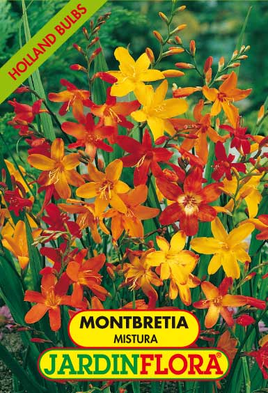 MONTEBRETIA MISTURA S/10