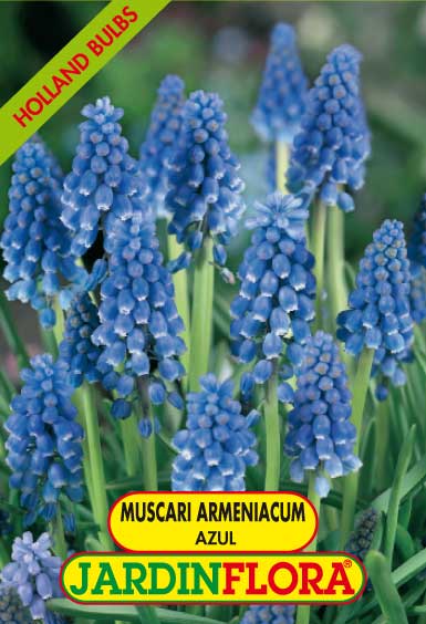 Muscari Armeniacum Azul S/10