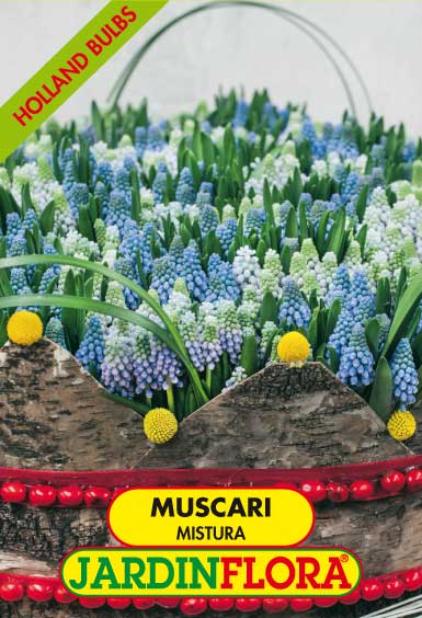 MUSCARI MISTURA S/10