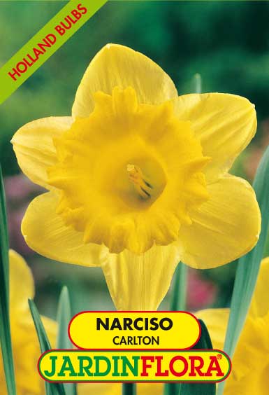 NARCISO C. G. CARLTON S/4