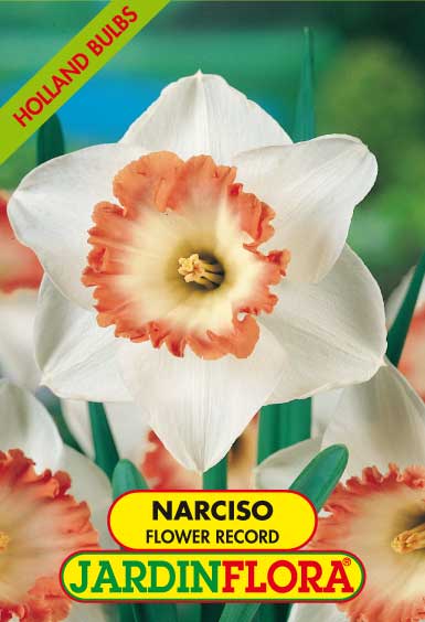 NARCISO FLOWER RECORD S/4