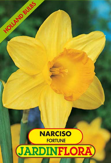 NARCISO C. G. FORTUNE S/4