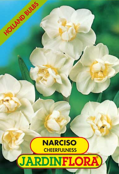 NARCISO DOB. CHEERFULNESS S/4