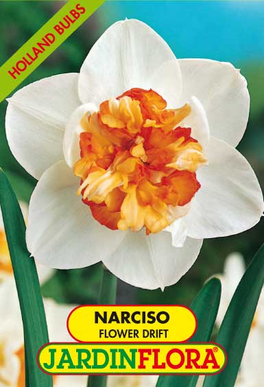 NARCISO DOB. FLOWER DRIFT S/4