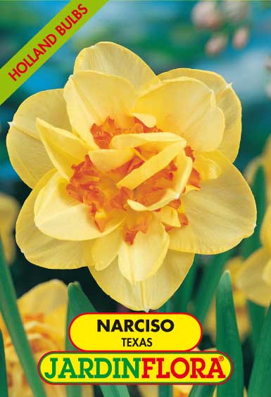 NARCISO DOB.TEXAS   S/4