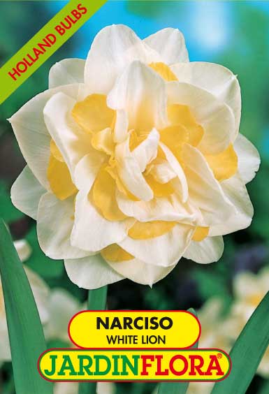 NARCISO DOB. WHITE LION  S/4