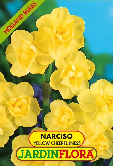 NARCISO DOB. YELLOW CHEERFULNESS S/4