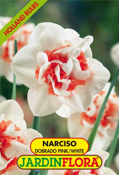 NARCISO DOB. MISTURA S/4