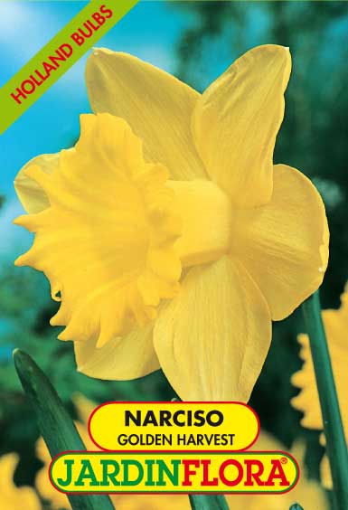 NARCISO GOLDEN HARVEST  S/4