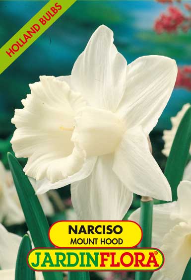 NARCISO MOUNT HOOD  S/4