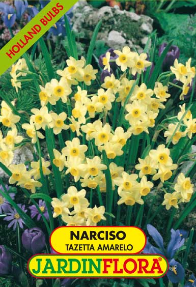 NARCISO TAZETTA AMARELO S/4