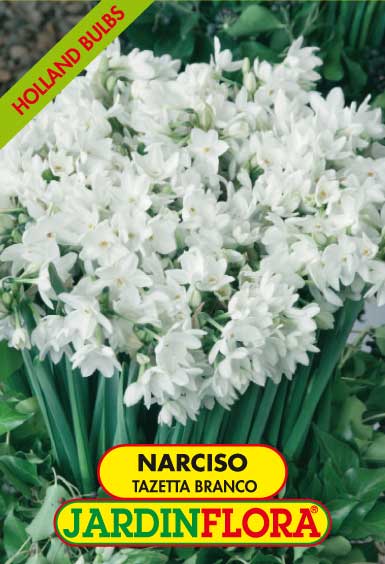 NARCISO TAZETTA BRANCO S/4