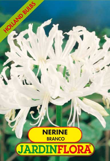 NERINE BRANCO S/1