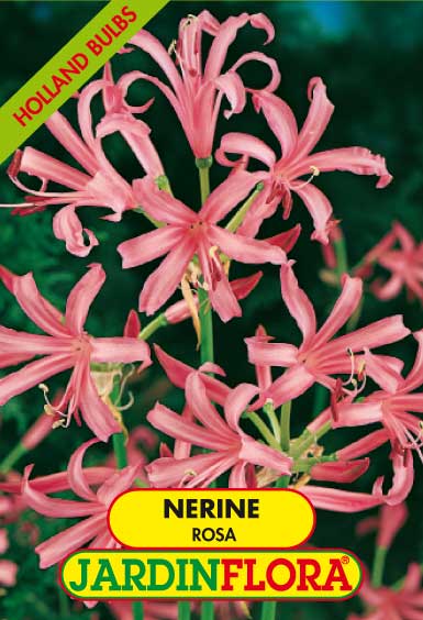 NERINE ROSA S/1