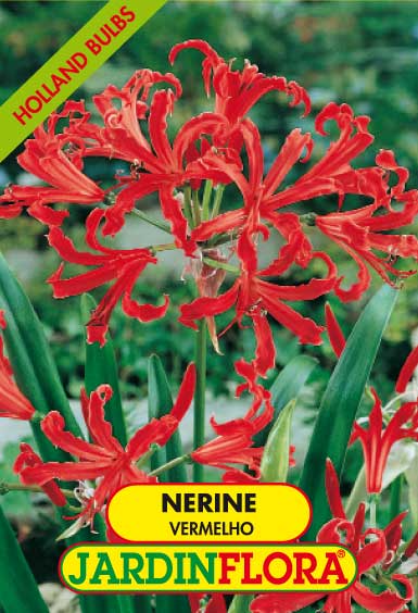 NERINE VERMELHO S/1