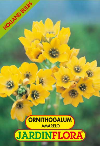 ORNITHOGALUM AMARELO S/2