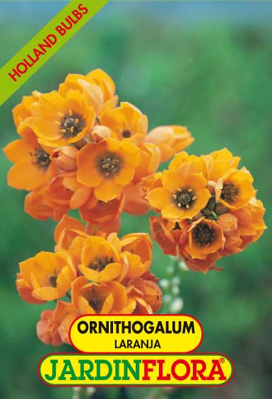 ORNITHOGALUM LARANJA/2